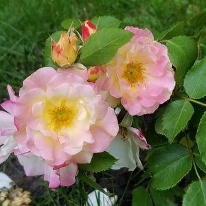 Meet your Posher, Dusty